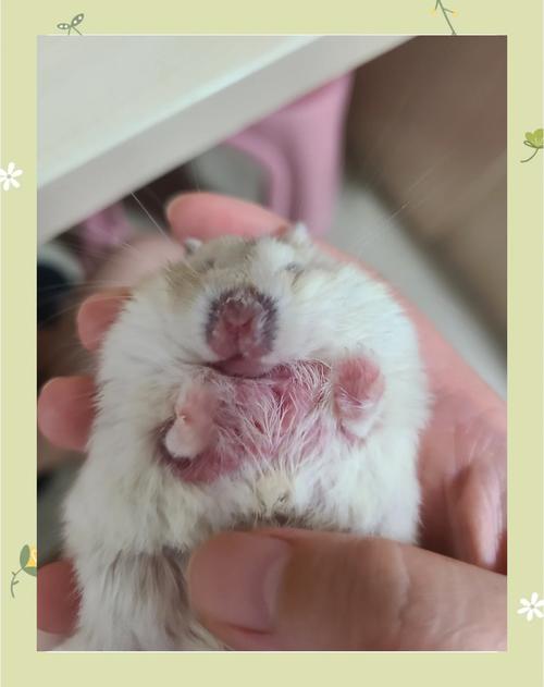 仓鼠一直眯着眼睛是怎么回事