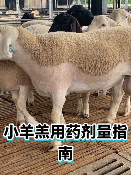 羊羔子突然站不起来怎么回事