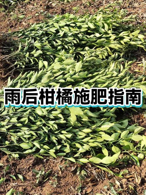 下雨后施肥的道理专区