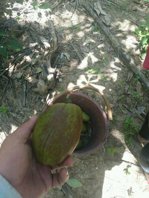 发财树果