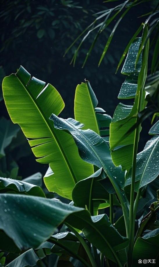 院子种芭蕉树好不好