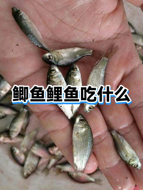 女人吃鲤鱼的好处