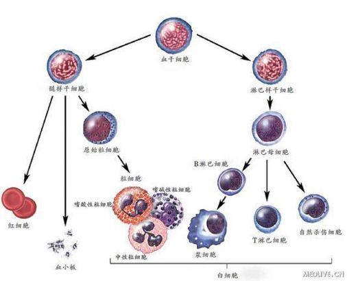 白细胞怎么生成