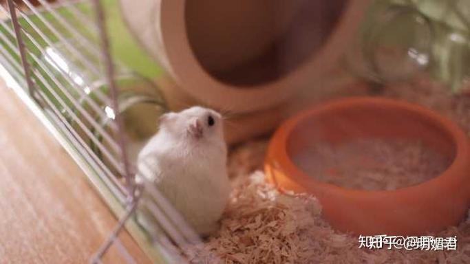 仓鼠咬笼子的原因及解决方法