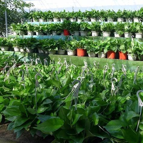 绿植批发基地