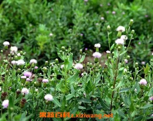 土方法治流鼻血