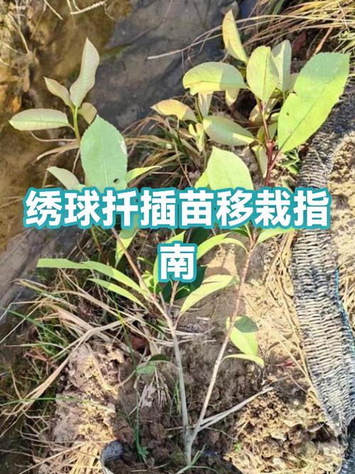 绣球花怎么扦插