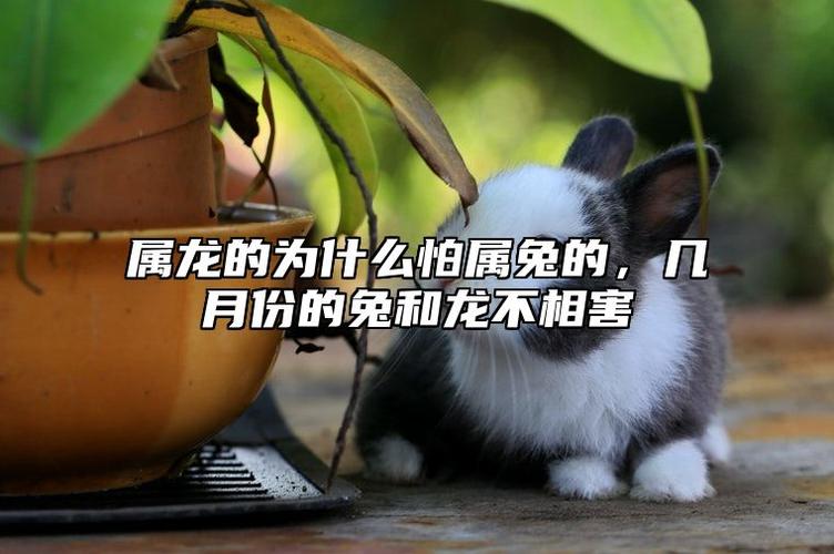 几月份的兔和龙不相害