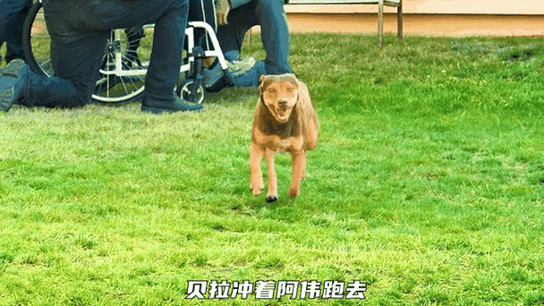 流浪狗会主动给自己找主人吗