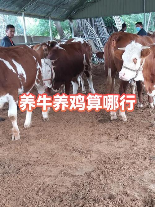 养牛和养鸡哪个更划算