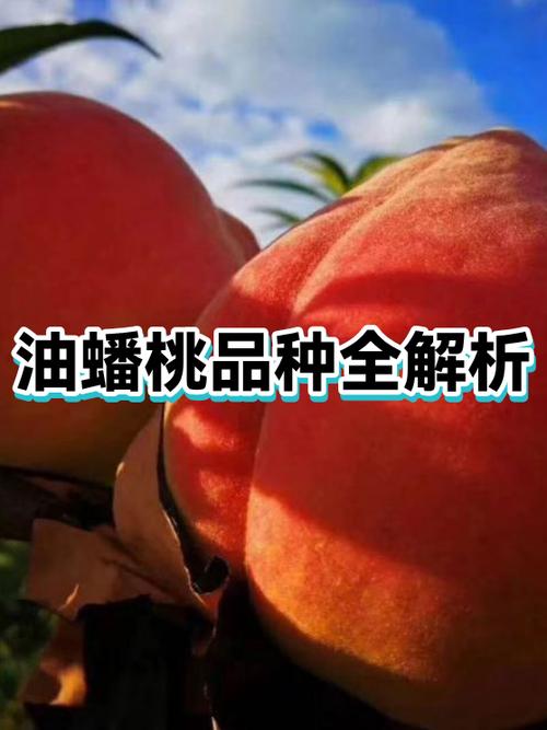 红油蟠桃品种简介