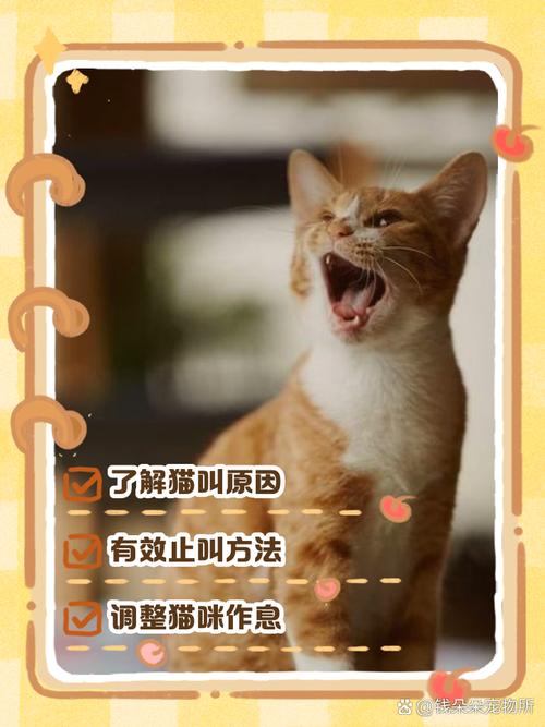 猫一直叫个不停烦死了