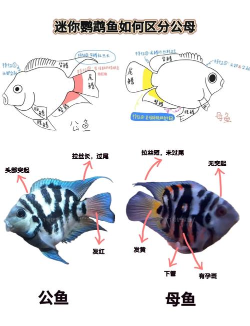 蒋小鱼最后是什么官