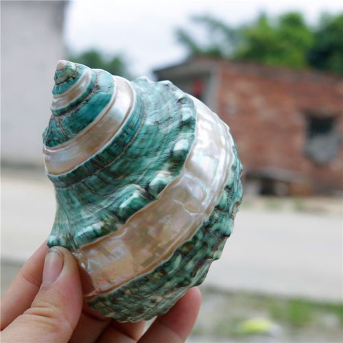 最值钱的海螺壳