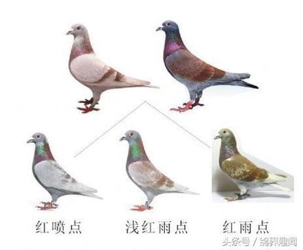 异色鸽子最佳配对羽色