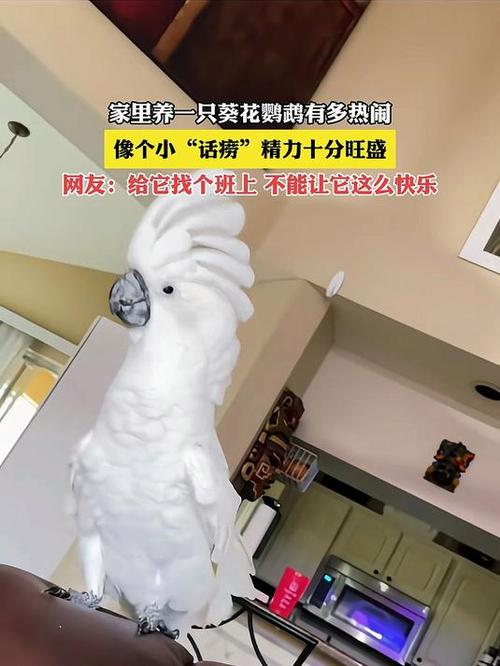 室内可以养鹦鹉吗图标