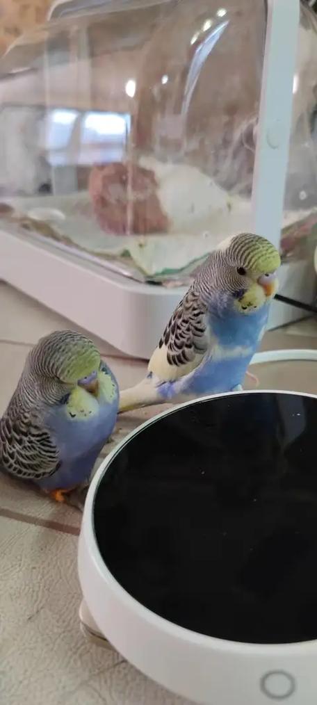 室内可以养鹦鹉吗