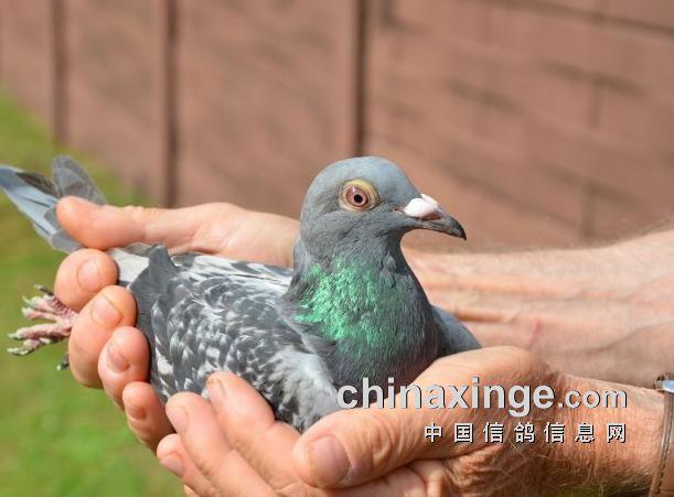 搜鸽天下查成绩app下载