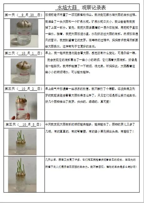 写大蒜的观察日记