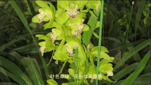 虎头兰属于什么兰花