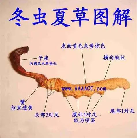 冬虫夏草的十大功效与作用