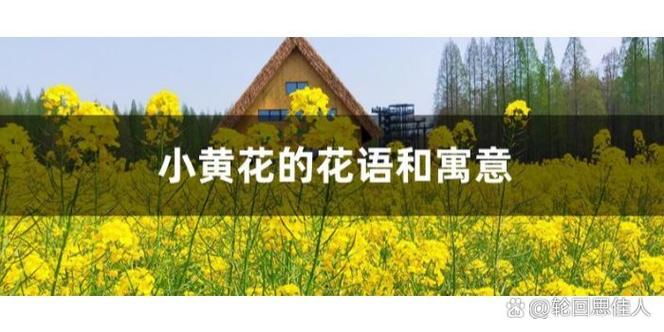 小黄花的花语和寓意