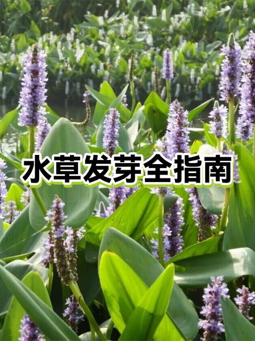 水草种子发芽过程图