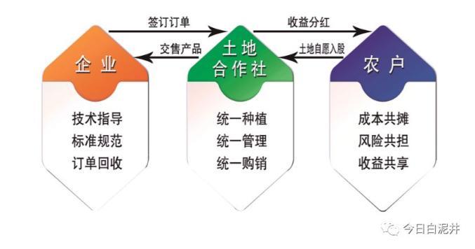 合作社运营模式