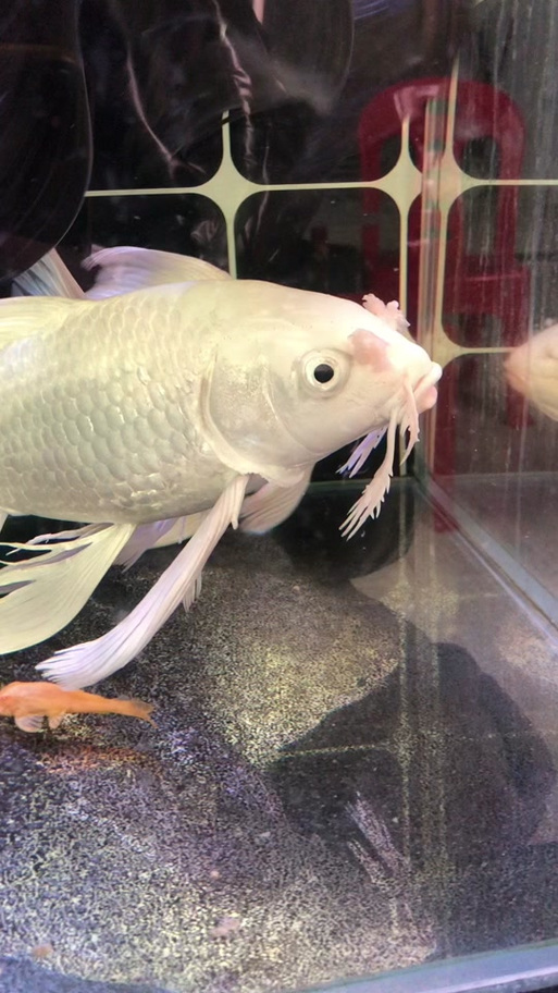 抓龙鲤的10大忠告