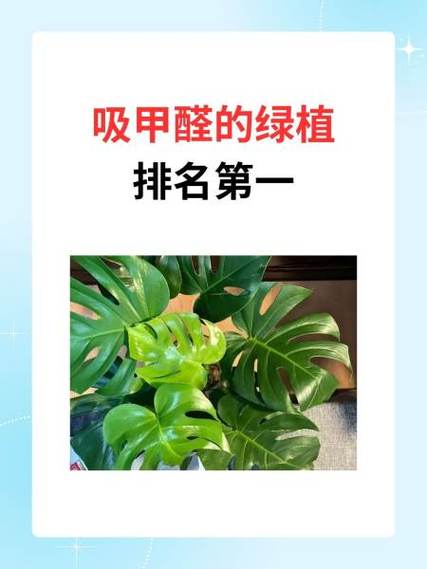 吸甲醛绿植第一名