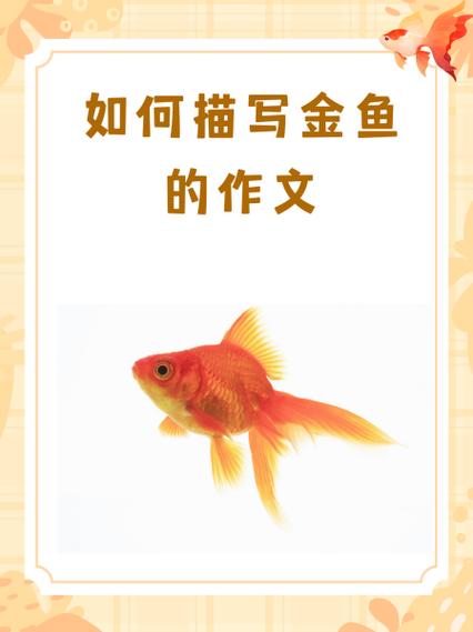 小金鱼短文