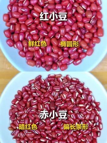 赤小豆和红小豆是一个东西吗