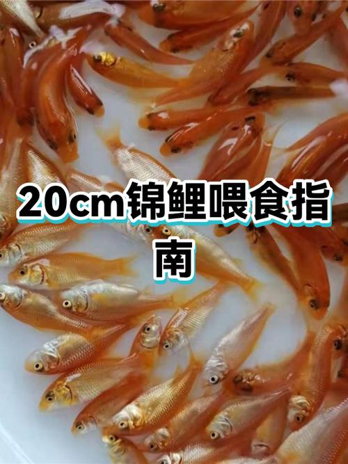 20厘米锦鲤一天喂多少