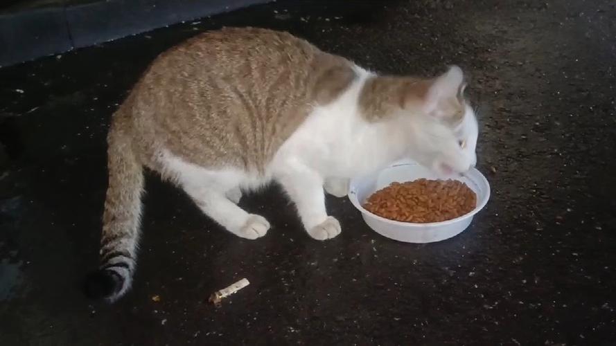 流浪猫能吃啥