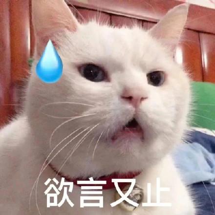 欲言聊天功能