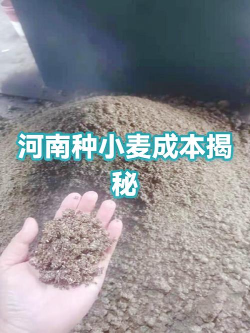 小麦播种费用