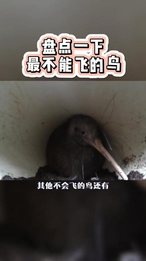 不飞的鸟