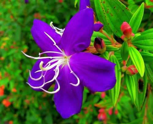 仿写花之歌里的排比句