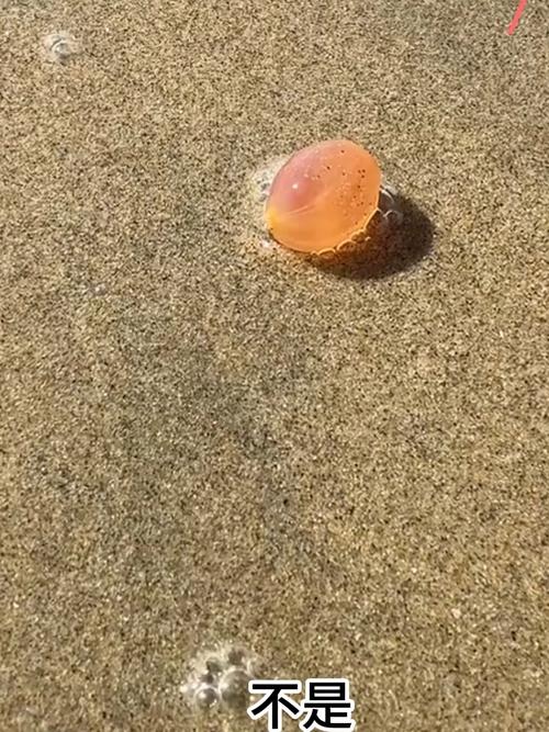 沙滩球球为啥有时候点不了