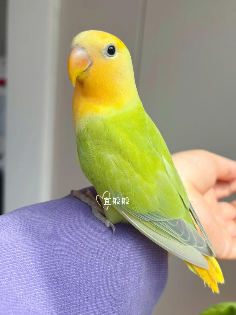 金头闪配最忌三个颜色