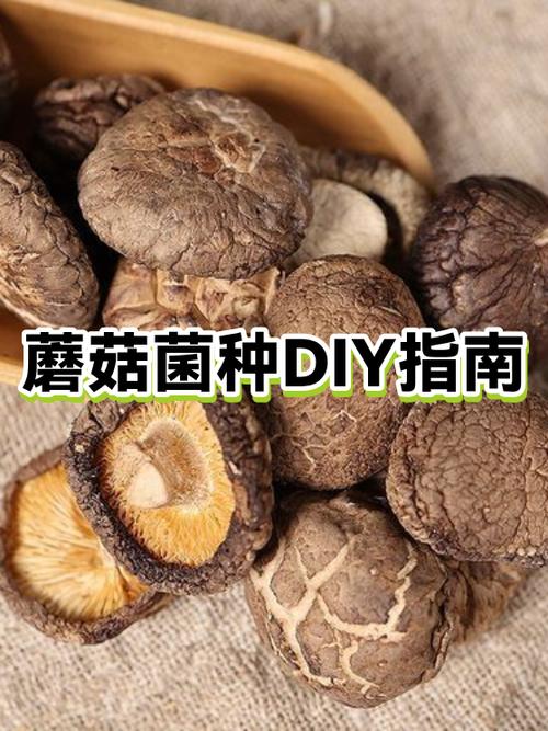 蘑菇繁殖diy