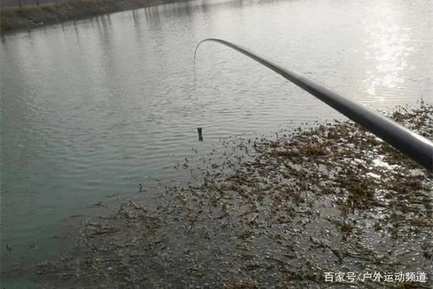 冰钓打窝能诱来鱼吗