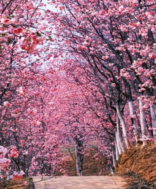 樱花物语