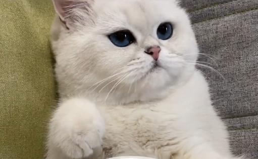 小猫晚晚