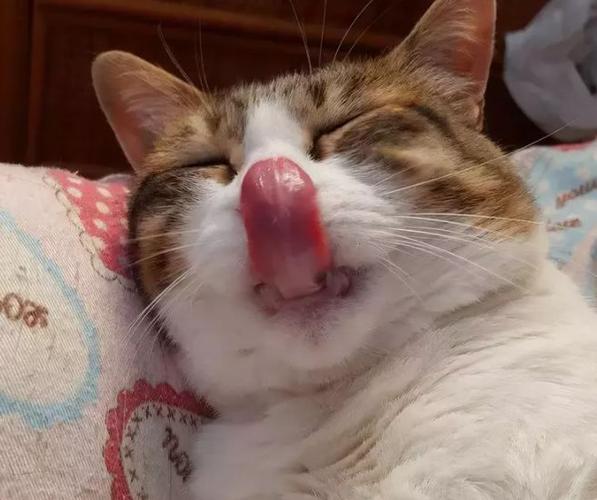 舔出个未来刺猬猫资源