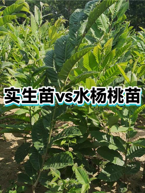 实生苗和原生苗的区别