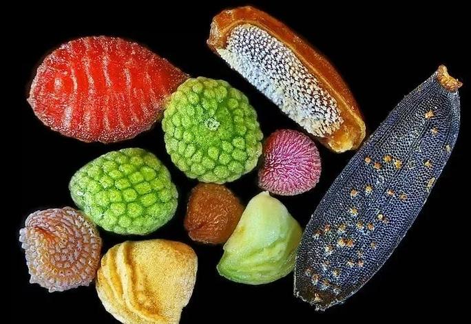 我的世界的种子有哪些