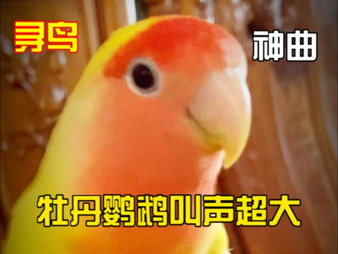 鹦鹉一听就兴奋的叫声