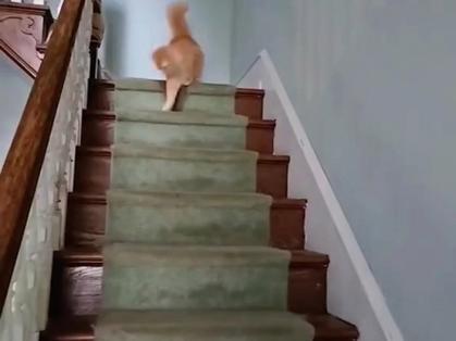 猫上楼梯时尾巴是翘起来的吗
