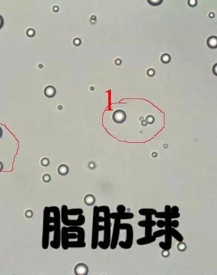 感觉主人的尿液,大便都是那么的高小